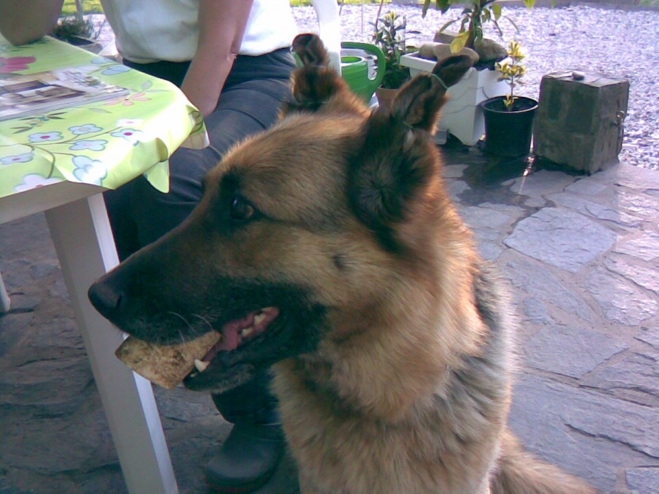 živa - foto povečava