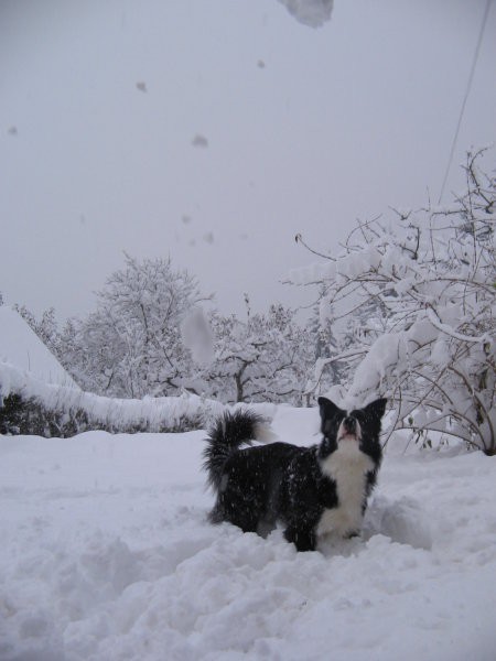 Prvi sneg - foto povečava