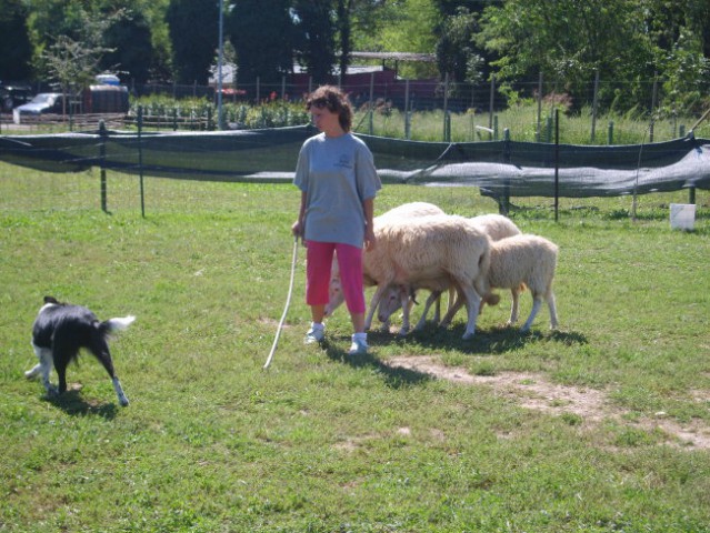 Pašnja ovac 10.9.2006 Italija - foto