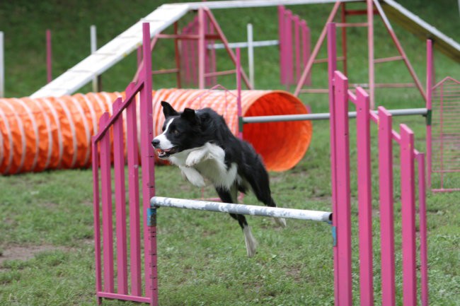 Agility trening - foto povečava