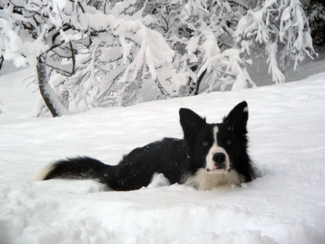 Prvi sneg 2007 - foto