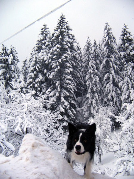 Prvi sneg 2007 - foto