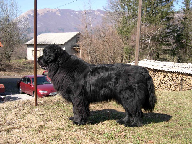 Novofundlandka Soča - foto povečava