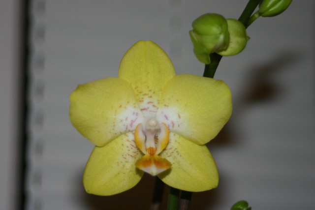 Phalaenopsis