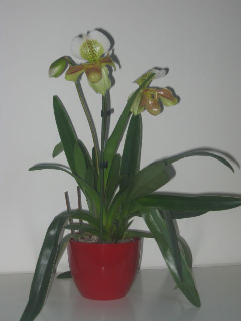 Paphiopedilum