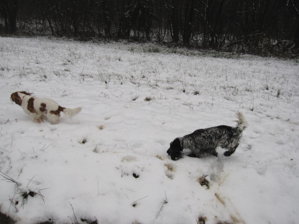 Bella&Charlie na snegu 25.11.2008 - foto povečava