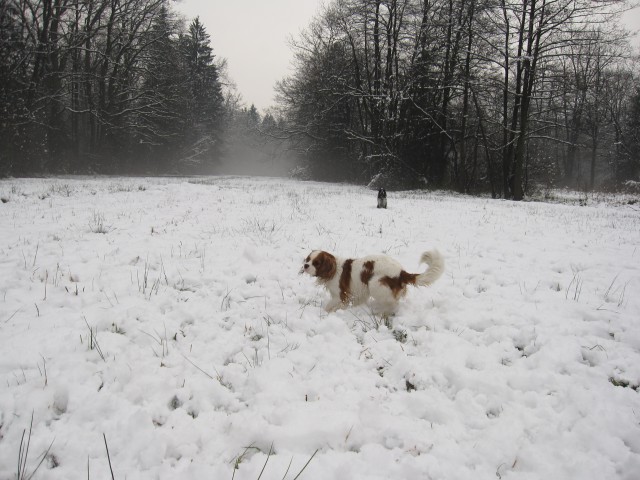 Bella&Charlie na snegu 25.11.2008 - foto