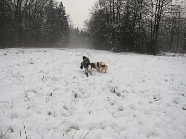 Bella&Charlie na snegu 25.11.2008 - foto