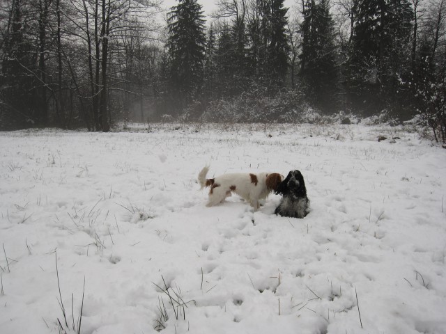 Bella&Charlie na snegu 25.11.2008 - foto