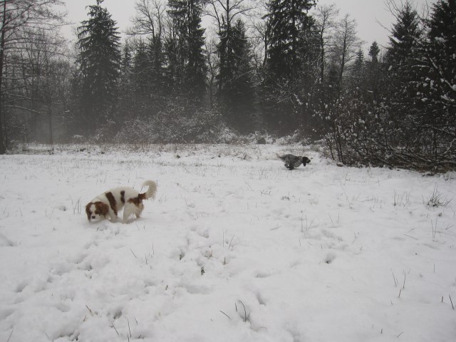 Bella&Charlie na snegu 25.11.2008 - foto