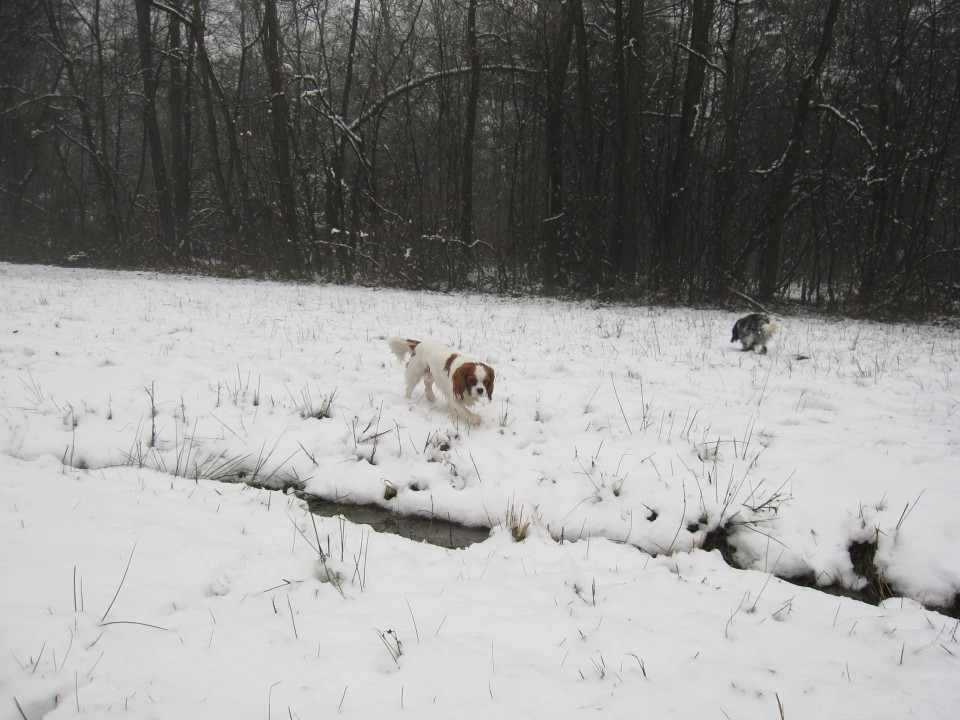 Bella&Charlie na snegu 25.11.2008 - foto povečava