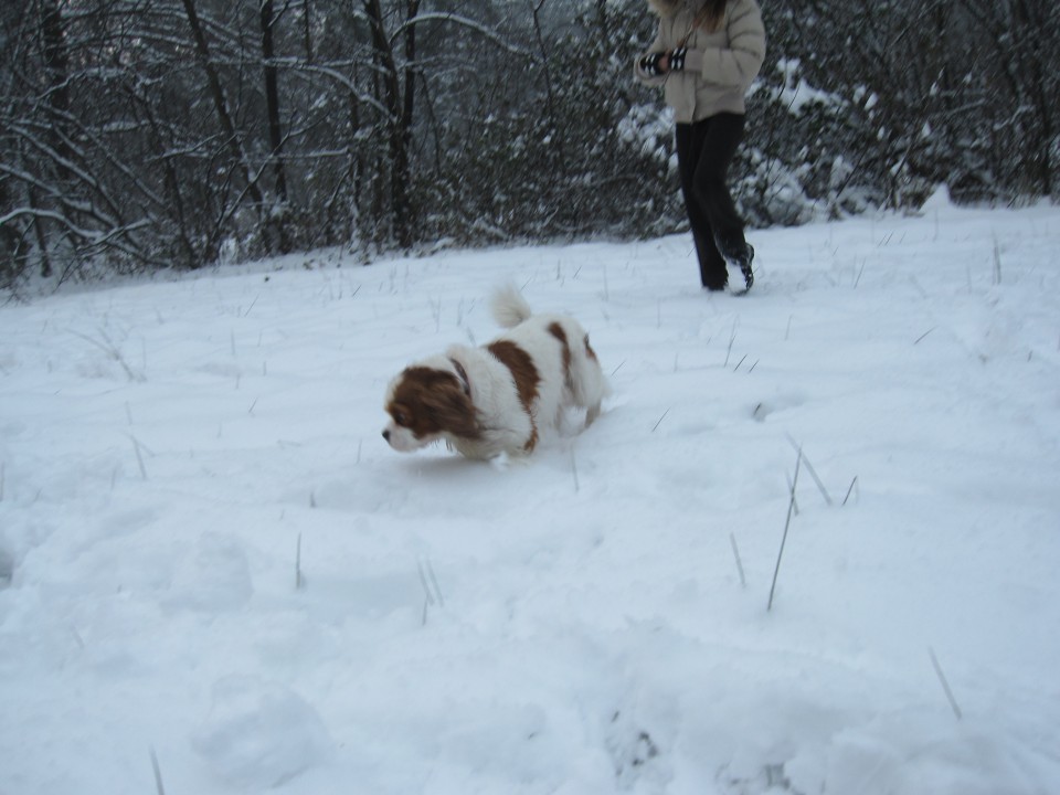 Bella&Charlie na snegu.. 29.11.2008 - foto povečava