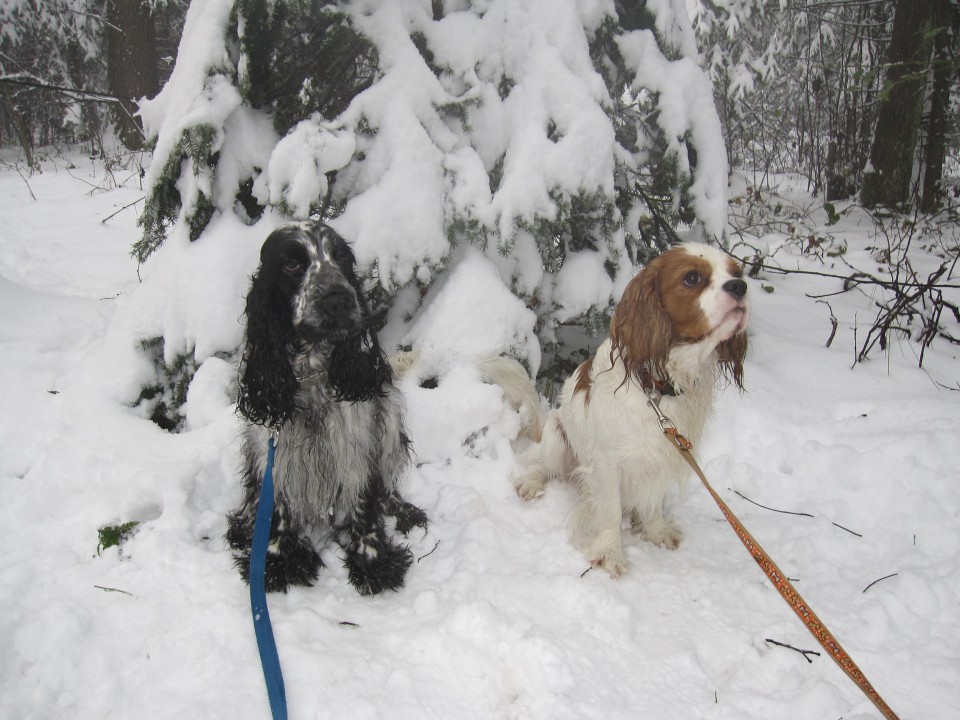 Bella&Charlie na snegu.. 29.11.2008 - foto povečava