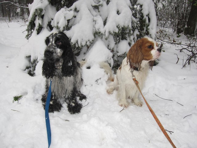 Bella&Charlie na snegu.. 29.11.2008 - foto