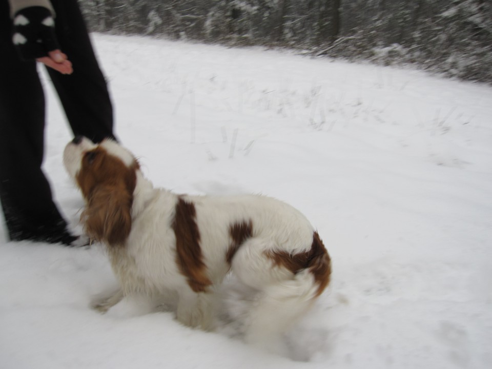 Bella&Charlie na snegu.. 29.11.2008 - foto povečava