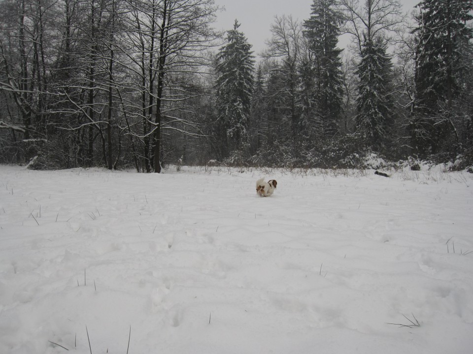 Bella&Charlie na snegu.. 29.11.2008 - foto povečava