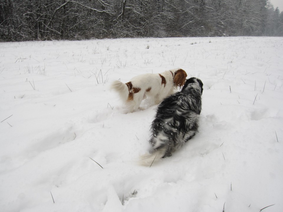 Bella&Charlie na snegu.. 29.11.2008 - foto povečava
