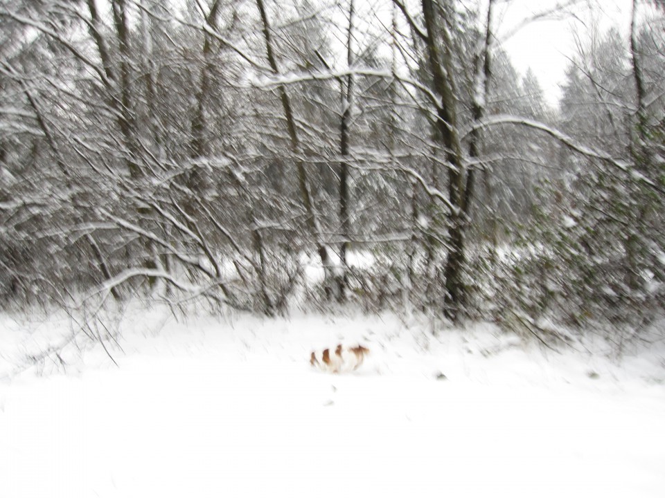 Bella&Charlie na snegu.. 29.11.2008 - foto povečava