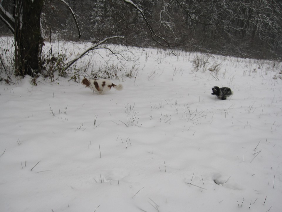 Bella&Charlie na snegu.. 29.11.2008 - foto povečava