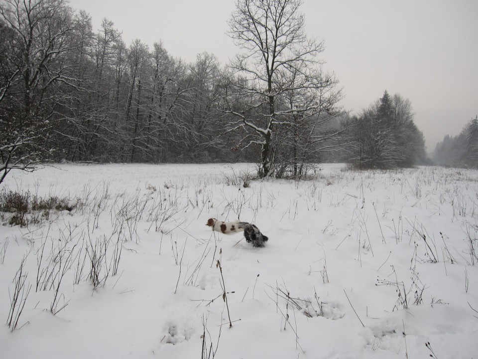 Bella&Charlie na snegu.. 29.11.2008 - foto povečava