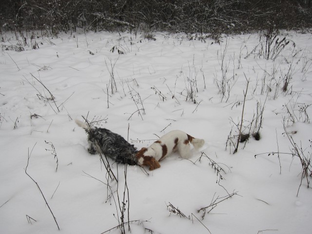 Bella&Charlie na snegu.. 29.11.2008 - foto