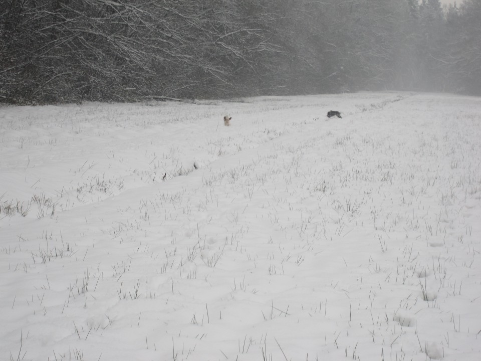 Bella&Charlie na snegu.. 29.11.2008 - foto povečava