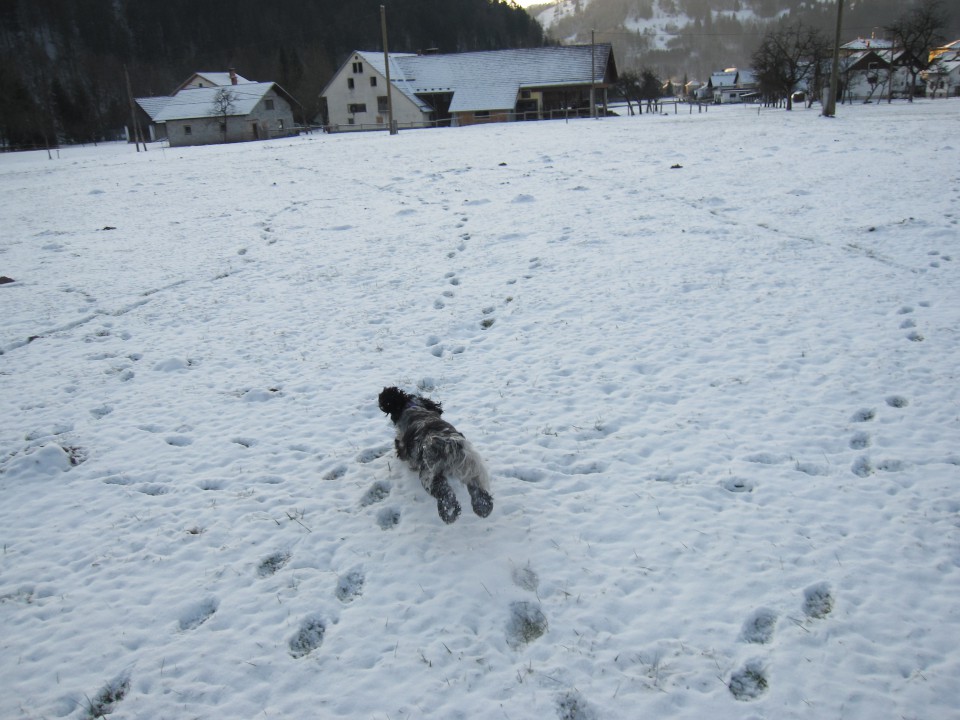 Bella na snegu 26.12.2008 - foto povečava