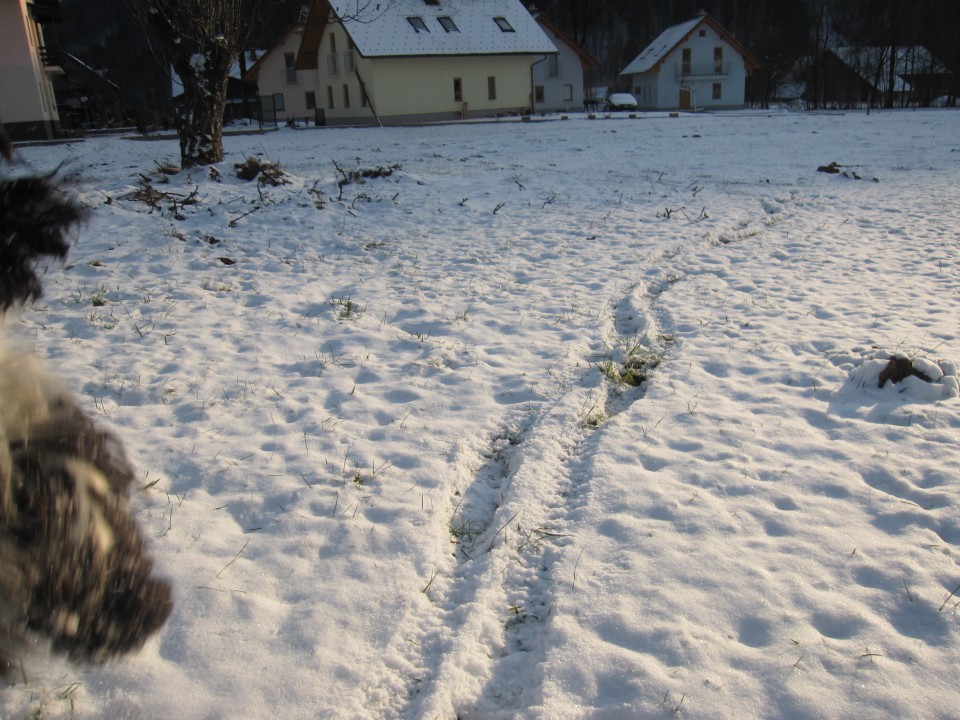 Bella na snegu 26.12.2008 - foto povečava