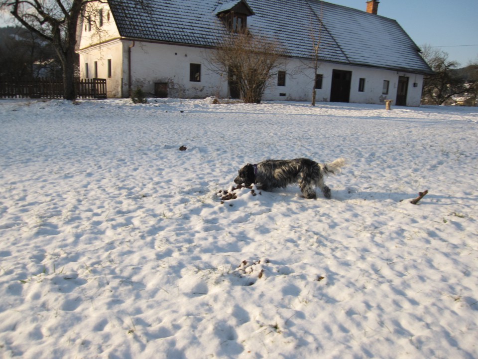 Bella na snegu 26.12.2008 - foto povečava