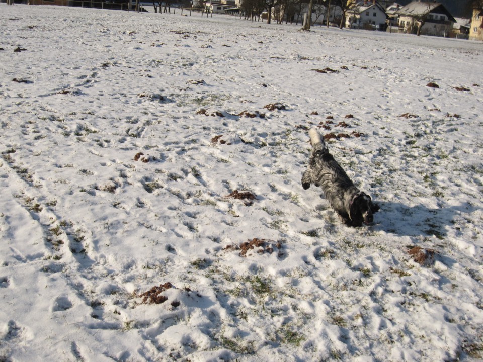 Bella&Murka - 28.12.2009 - foto povečava