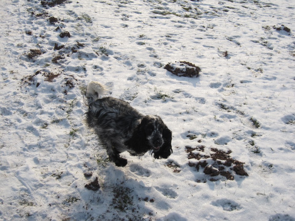 Bella&Murka - 28.12.2009 - foto povečava