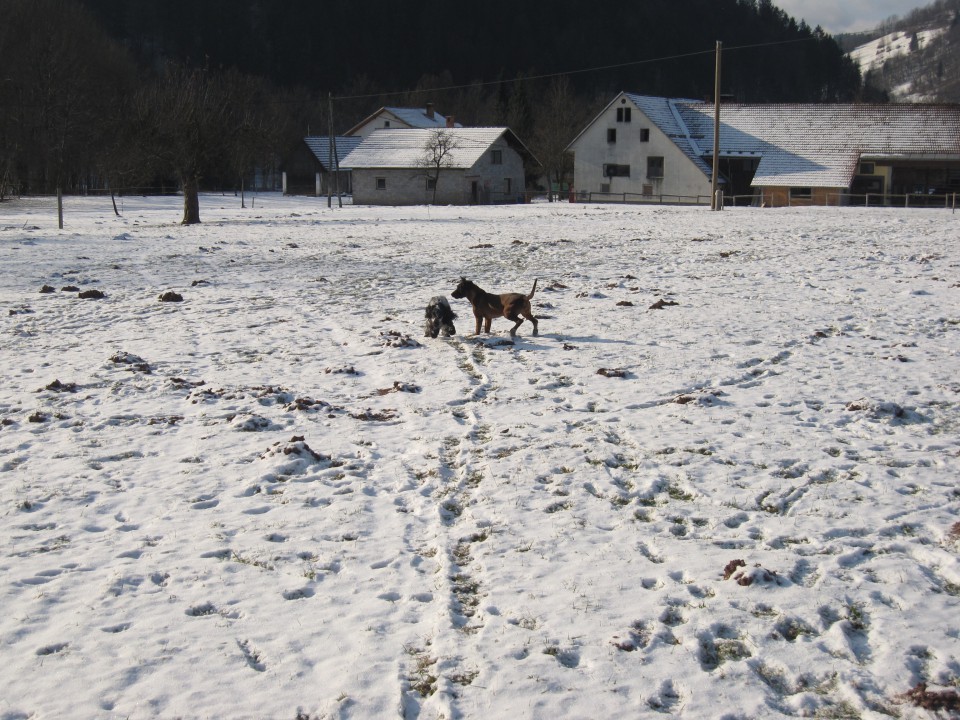 Bella&Murka - 28.12.2009 - foto povečava