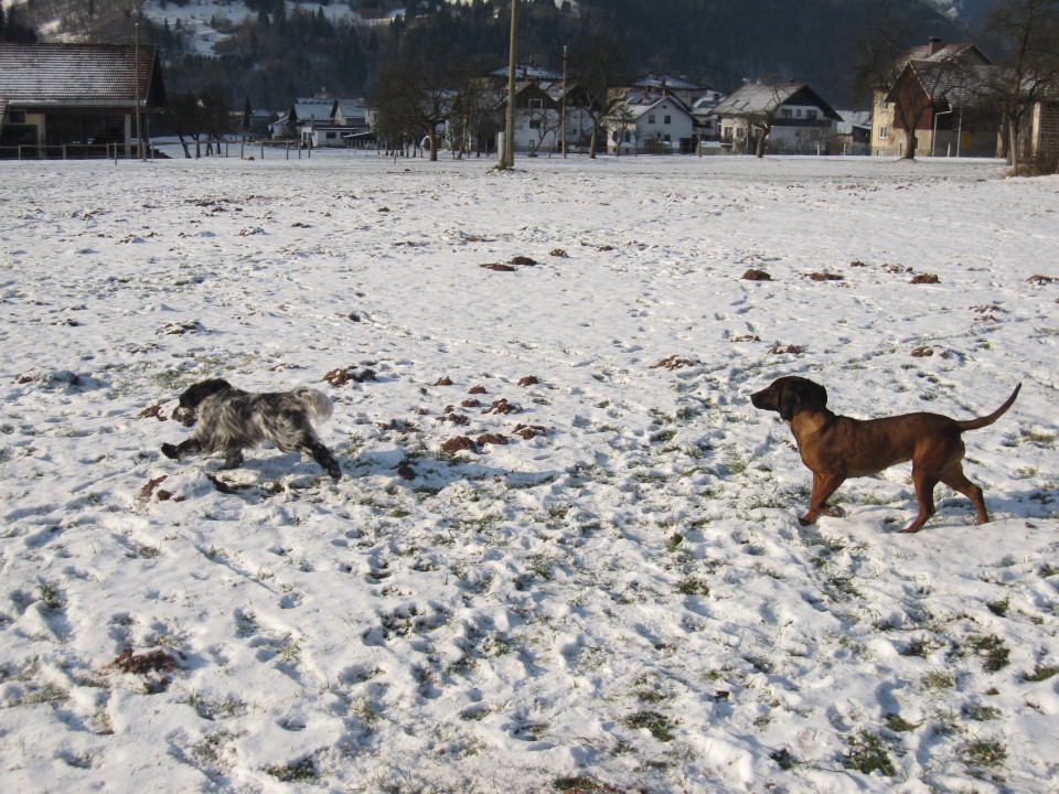 Bella&Murka - 28.12.2009 - foto povečava