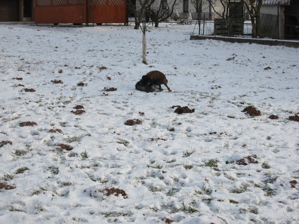 Bella&Murka - 28.12.2009 - foto povečava