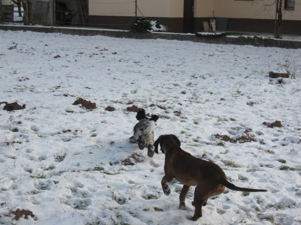 Bella&Murka - 28.12.2009 - foto povečava