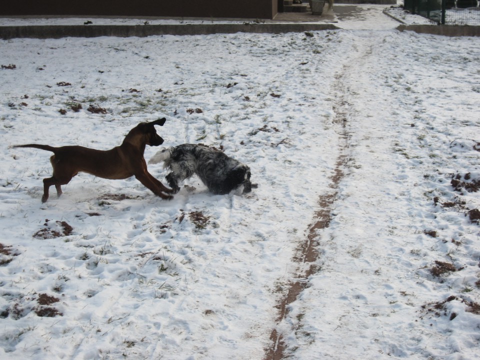 Bella&Murka - 28.12.2009 - foto povečava