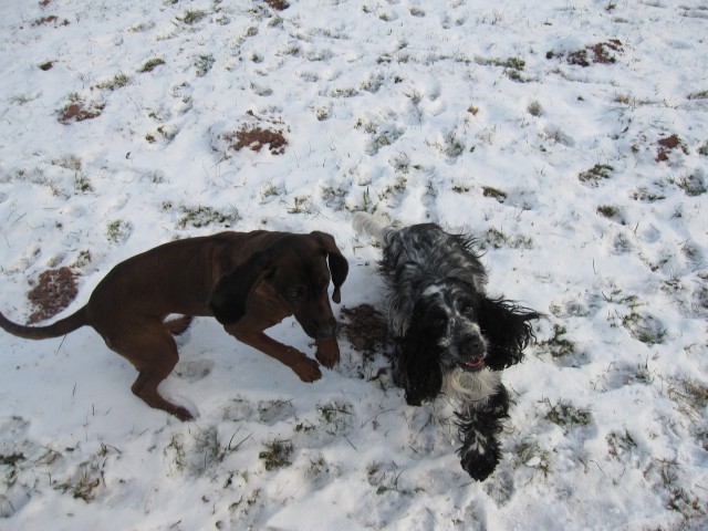 Bella&Murka - 28.12.2009 - foto