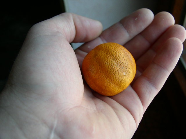 mini pomaranča..he he 
