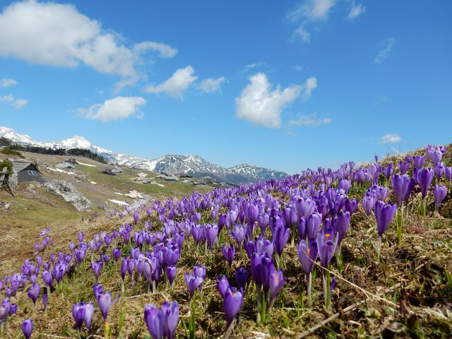 Velika planina,12.04.2016