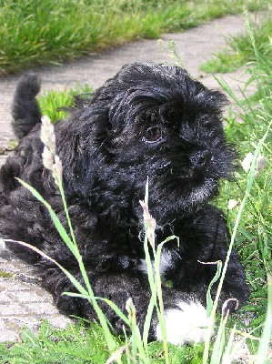 Lhasa apso - foto