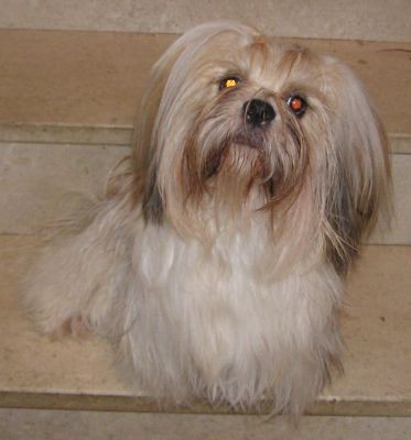 Lhasa apso - foto