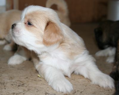 Lhasa apso - foto