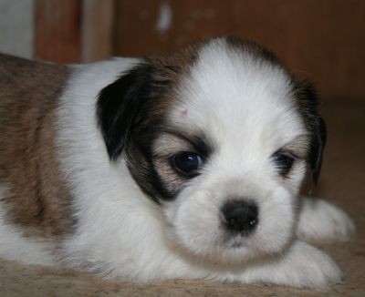 Lhasa apso - foto povečava