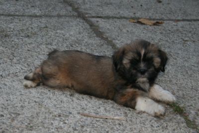 Lhasa apso - foto
