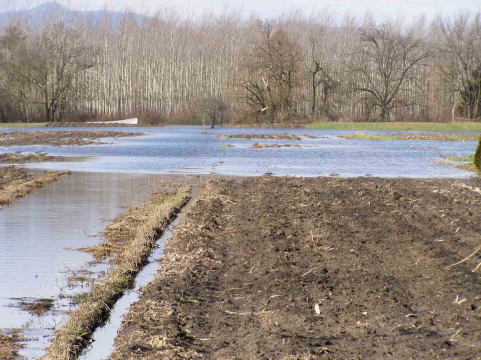 LJ Barje feb 2014 - foto povečava