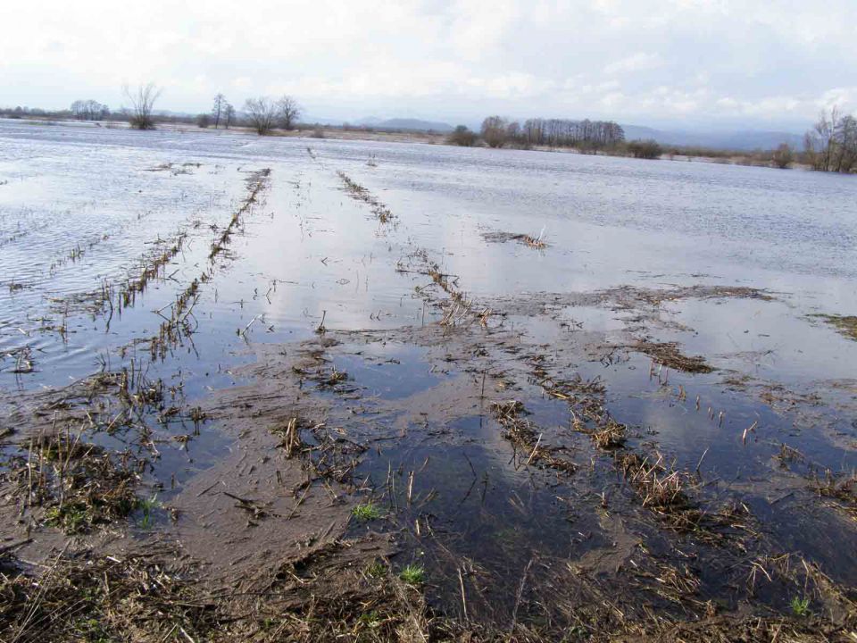 LJ Barje feb 2014 - foto povečava