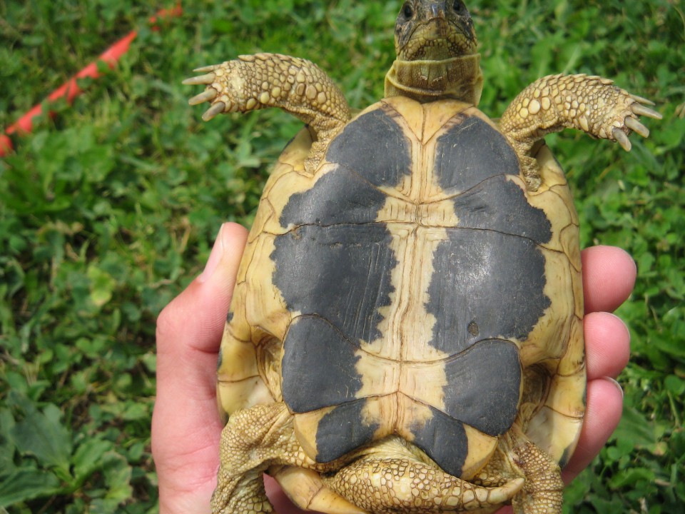 Testudo hermanni hermanni - foto povečava