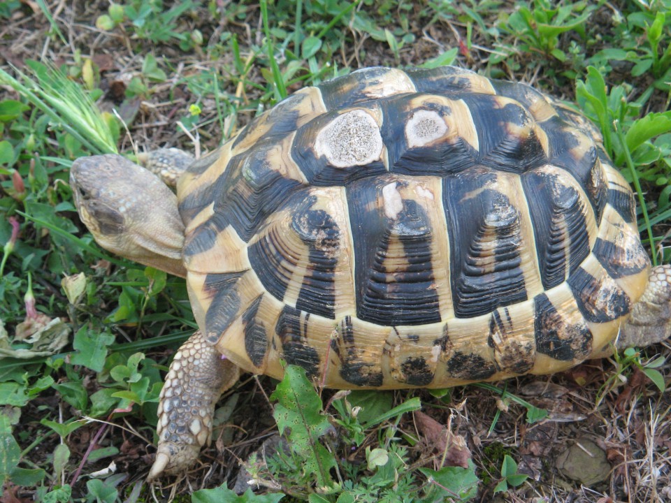 Testudo hermanni hermanni 222 - foto povečava