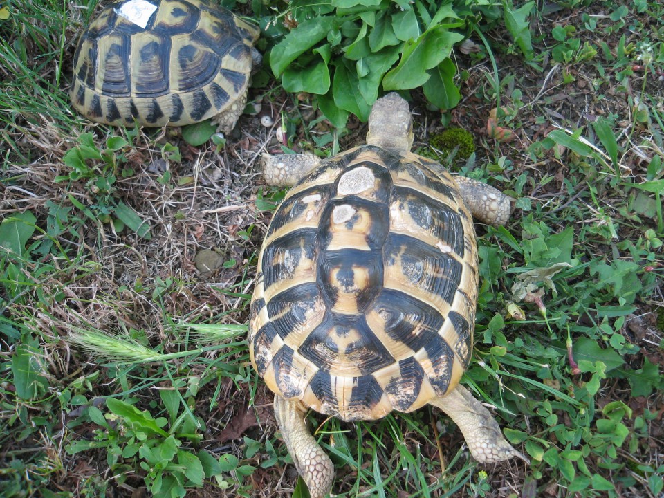 Testudo hermanni hermanni 222 - foto povečava