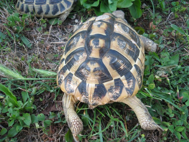 Testudo hermanni hermanni 222 - foto